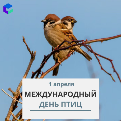 Забайкальцы празднуют Международный день птиц Забайкальцы празднуют Международный день птиц.